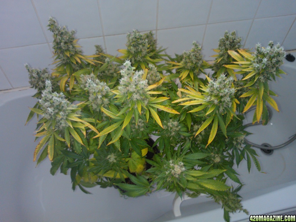 ktrain_no1_harvest_4_