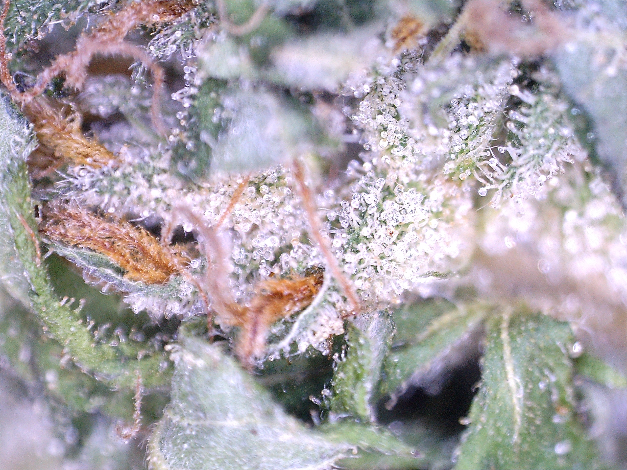 kush-04 Dry trichomes-03.jpg