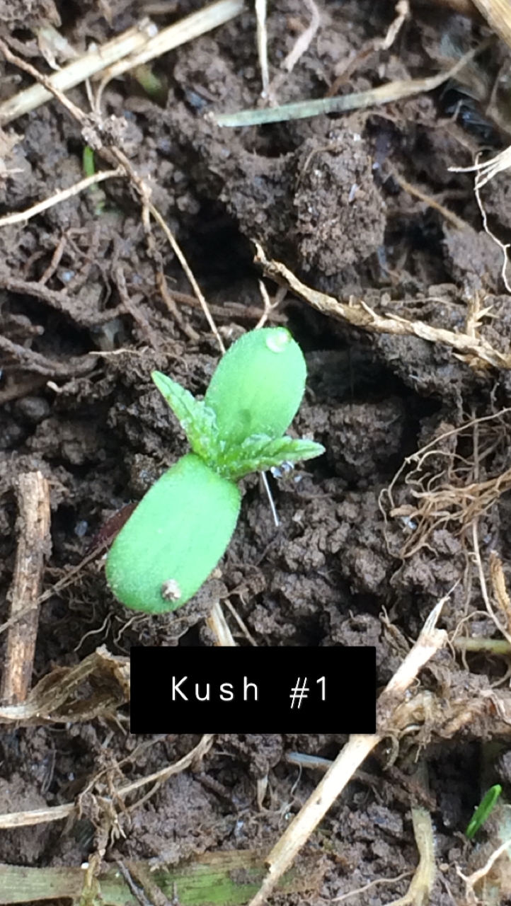 Kush #1 - Day 1