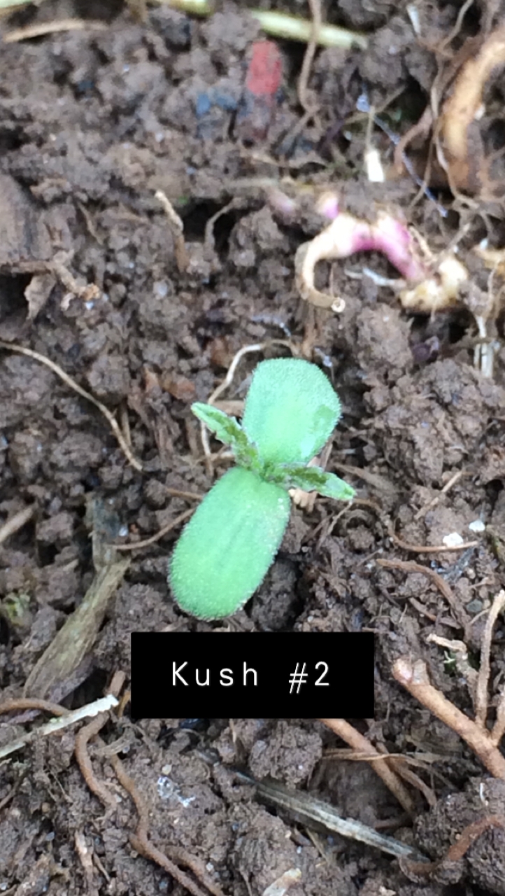 Kush #2 - Day 1