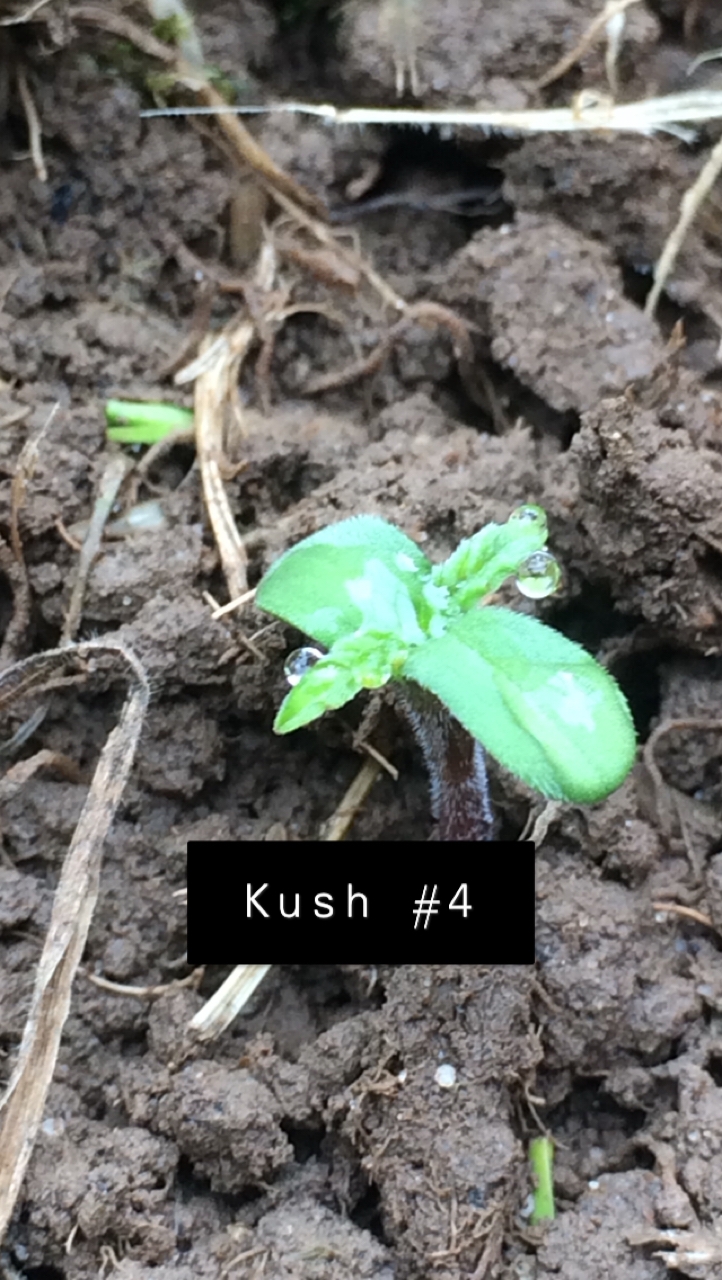 Kush #4 - Day 1