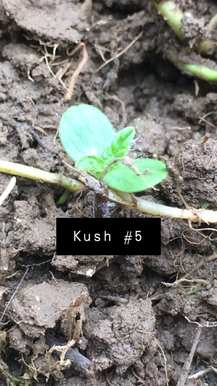 Kush #5 - Day 1