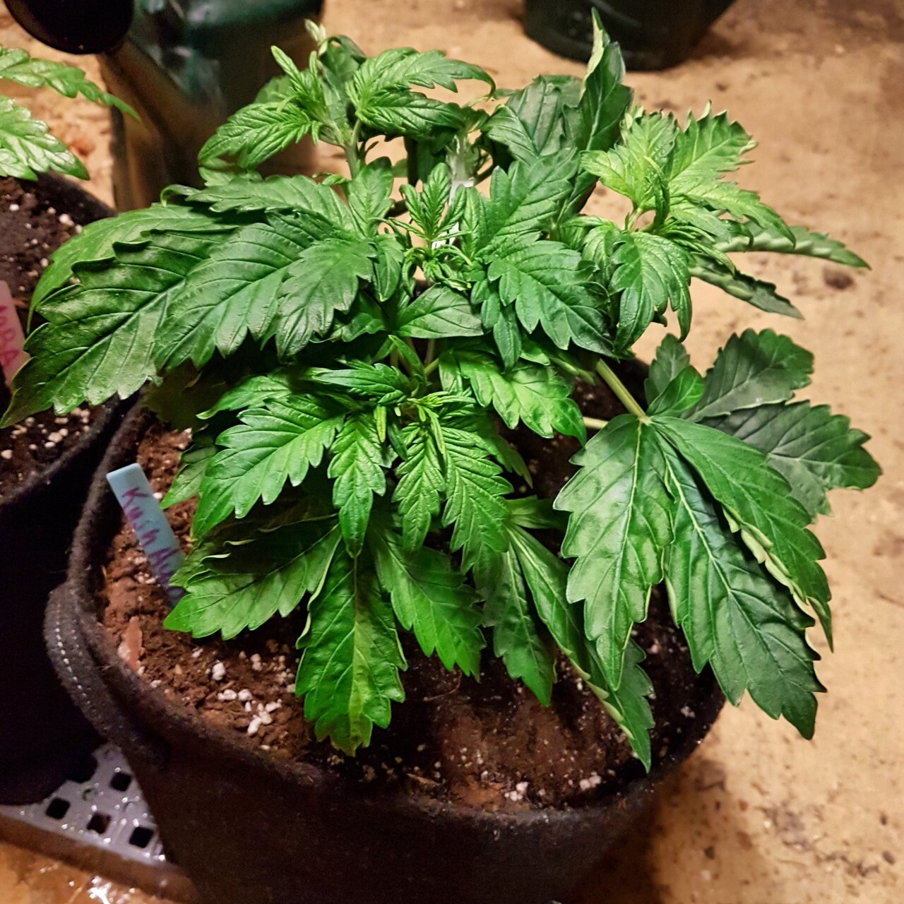 Kush auto