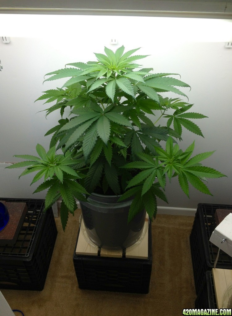 Kush Female?