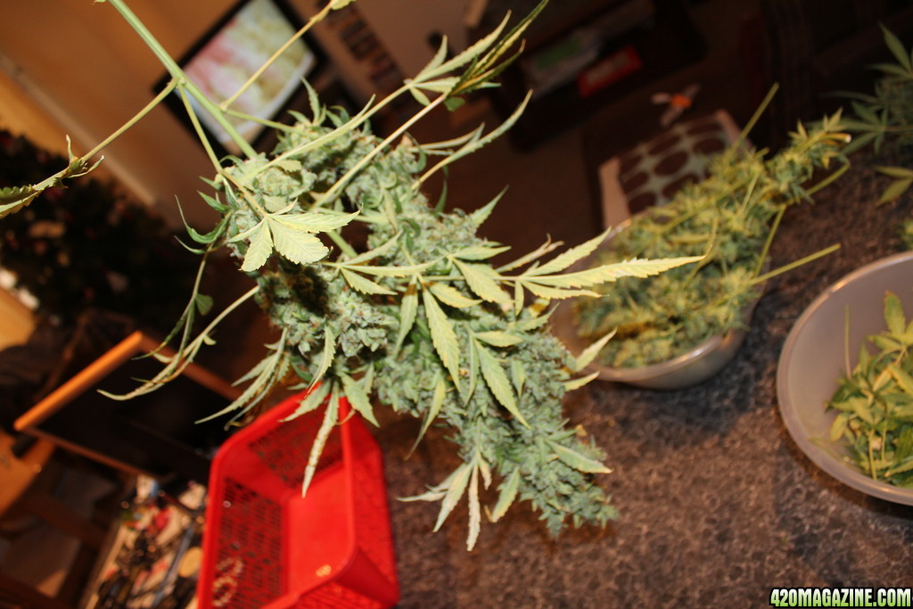 Kush Harvest