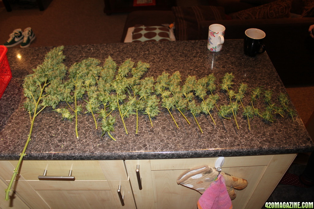 Kush Harvest