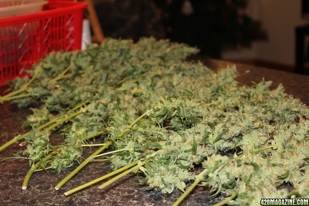 Kush Harvest