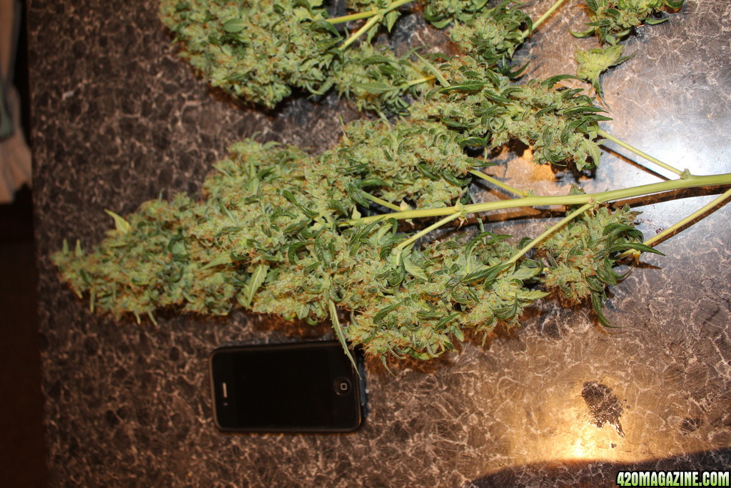 Kush Harvest