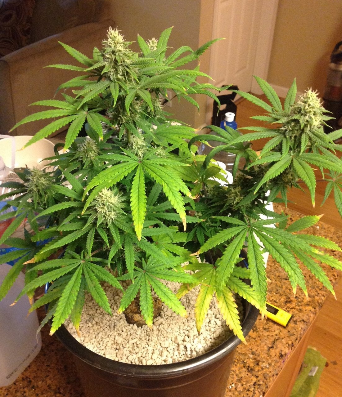 Kush n Cookies CBD day 30 flower.jpg