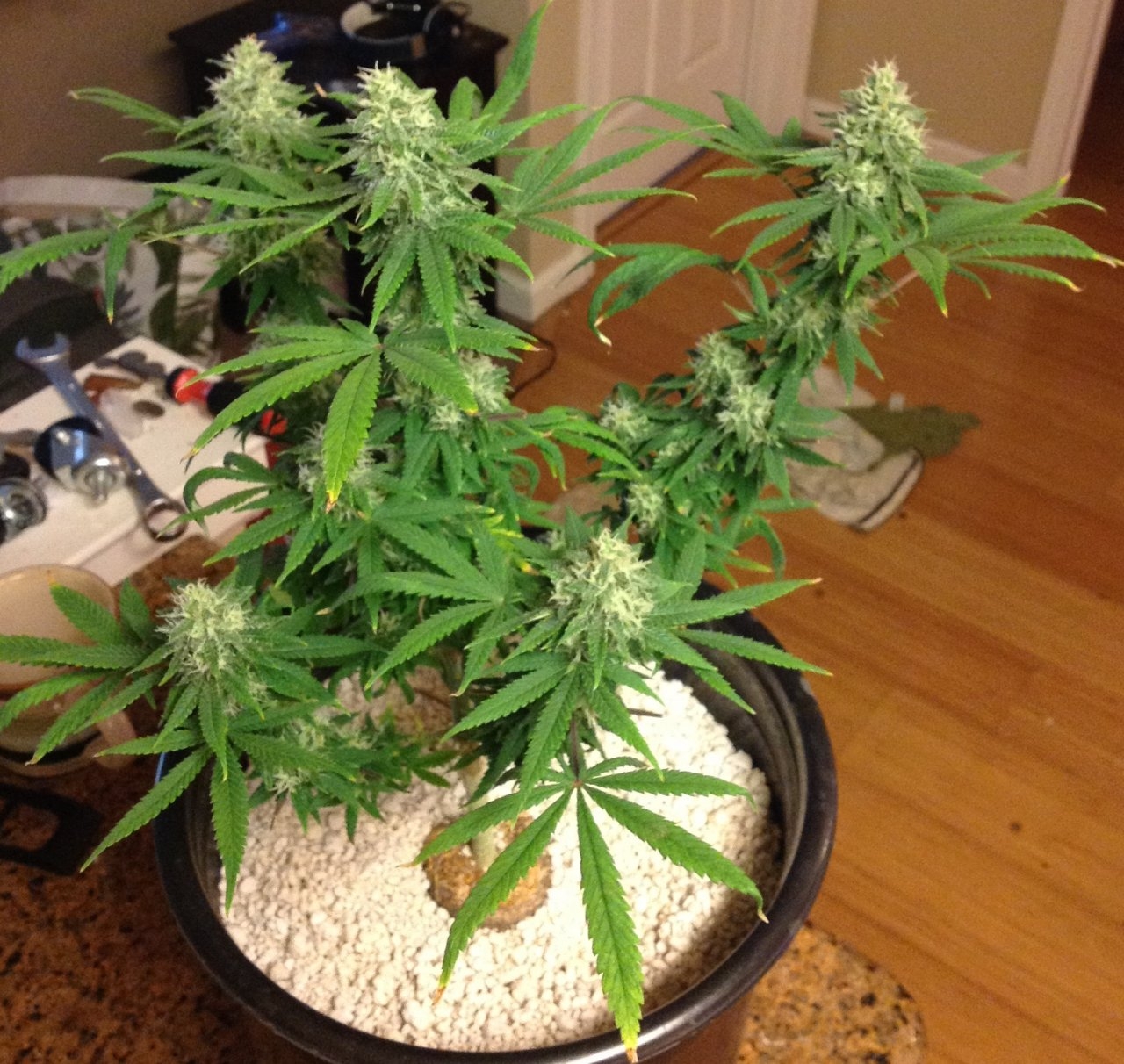 Kush n Cookies CBD day 34 flower.jpg