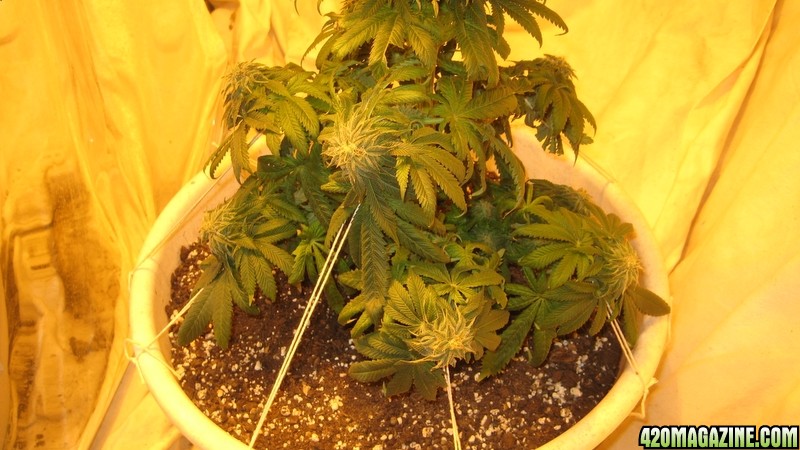 Kush plant Day 39 flowering