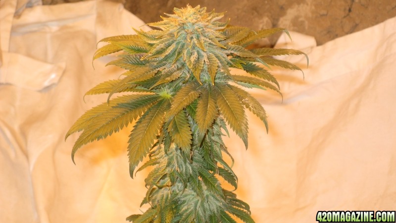 Kush plant Day 39 flowering