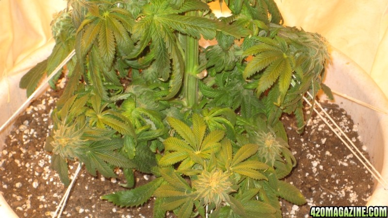 Kush plant Day 39 flowering