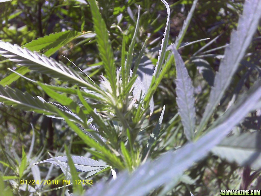 kushberry about 2 weeks bloom