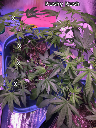 Kushy Kush Breeding