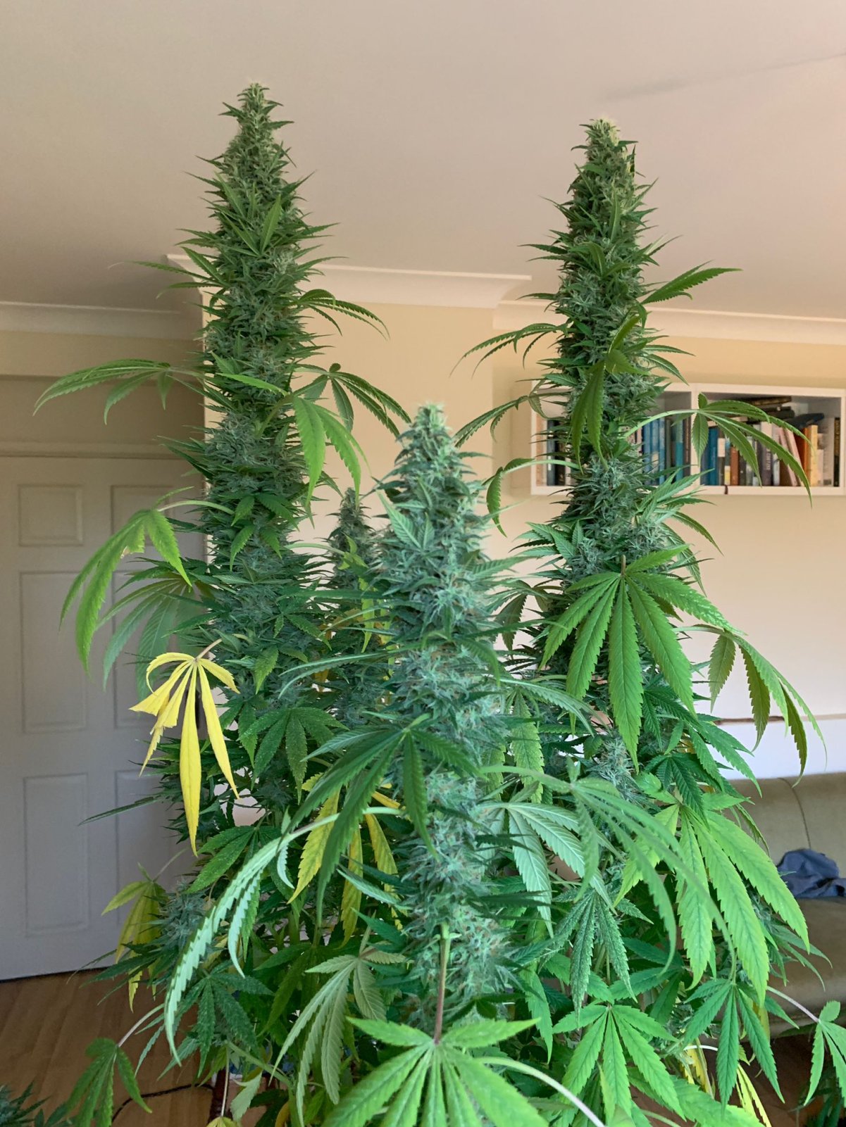 Kwazulu Sativa Landrace