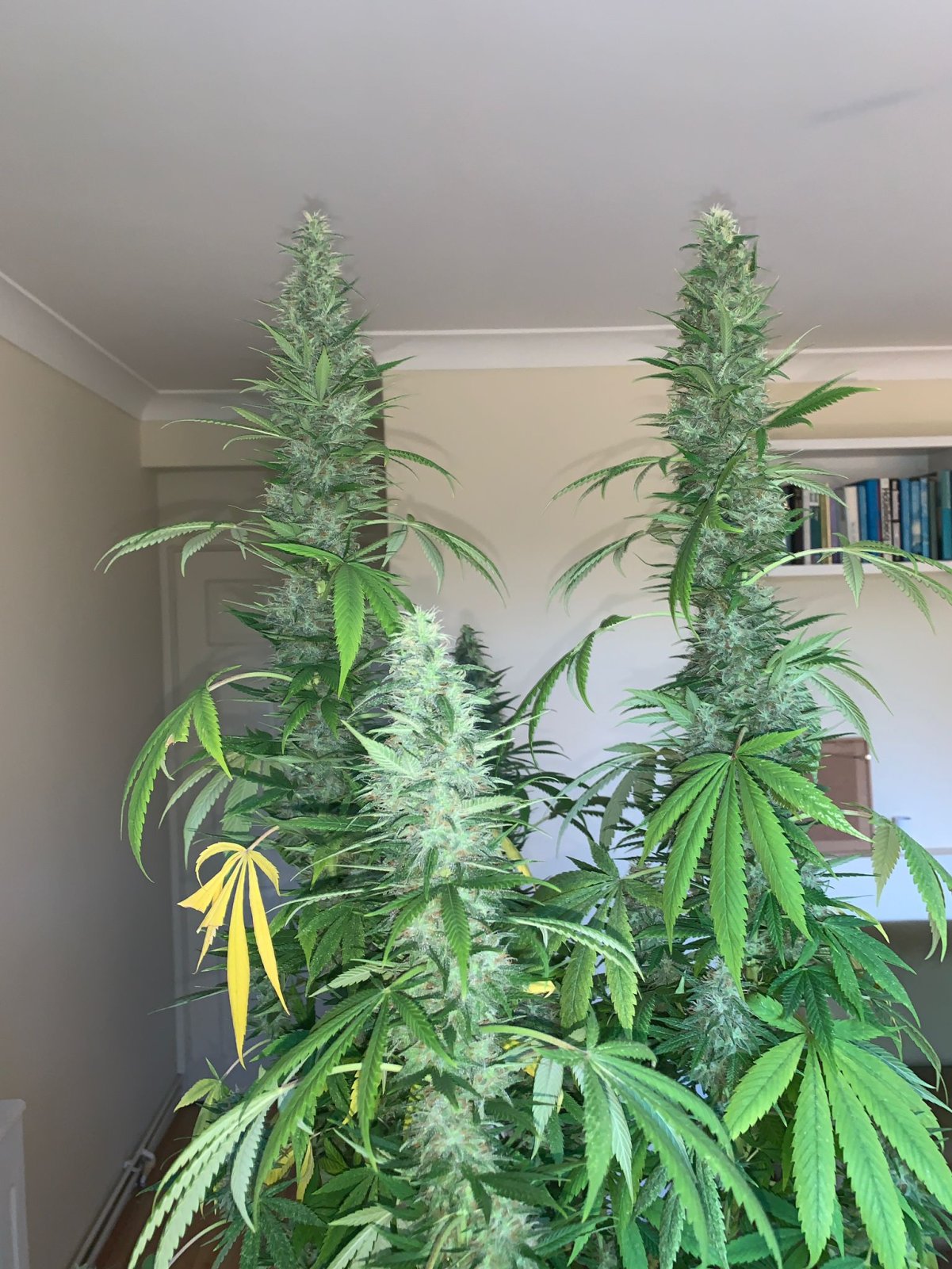 Kwazulu Sativa Landrace