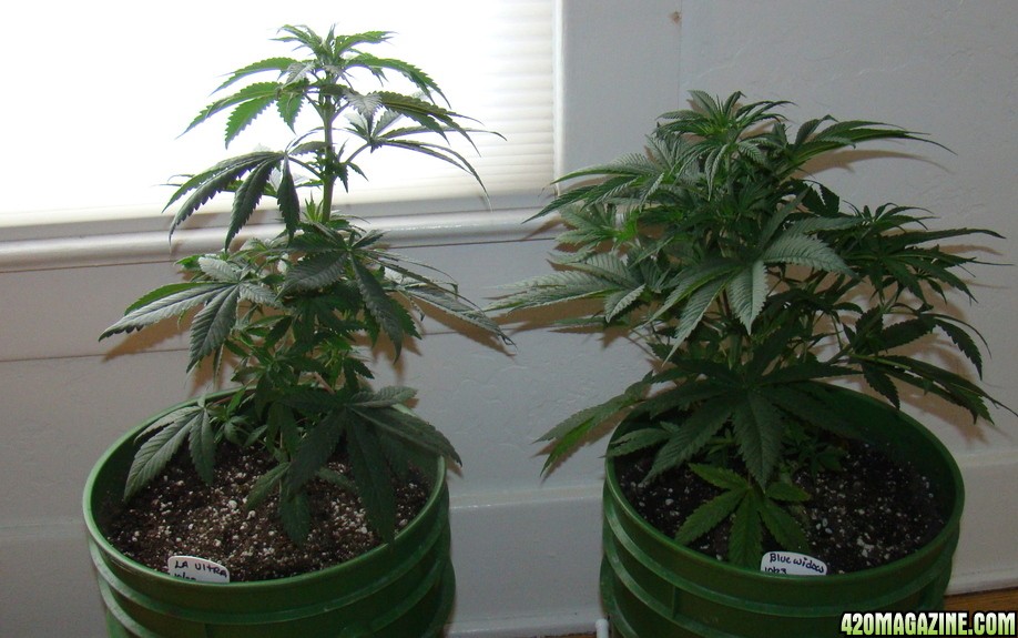 LA Ultra & Blue Widow