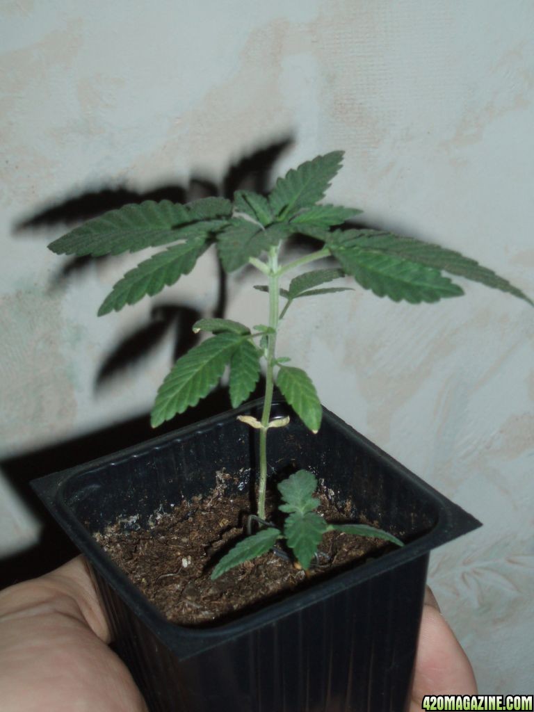 LA Woman 12/12 from seed