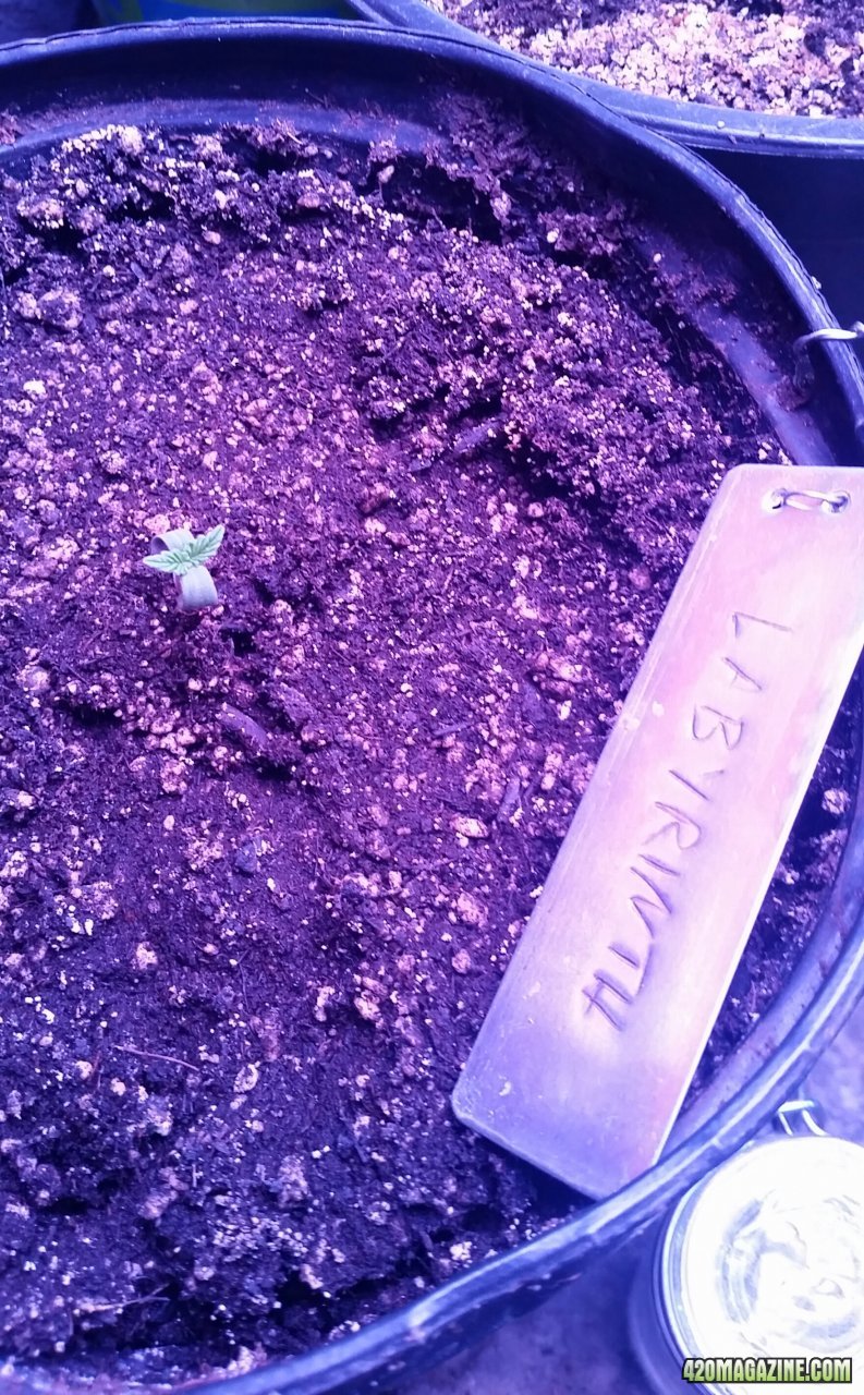 Labyrinth seedling