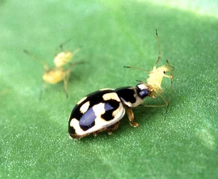 lady-bird-eating-aphid-cannabis-sm.jpg