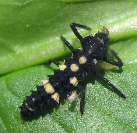 lady-bird-larvae-eating-aphids-sm.jpg