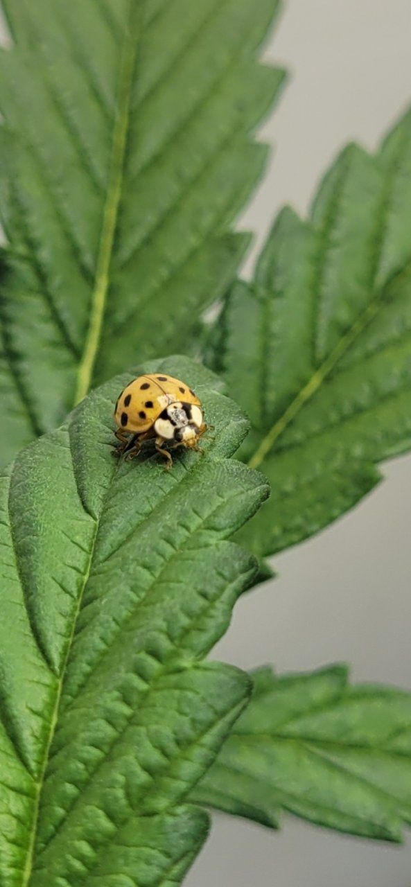 Lady bug on Gorilla Glue Auto.jpg