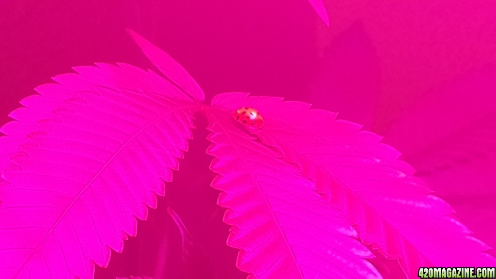 lady bug on marijuana leaf, led lights no filter or flash on camera