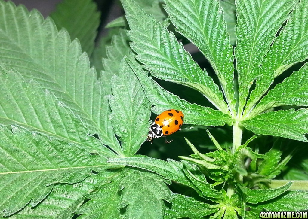 Lady Bug