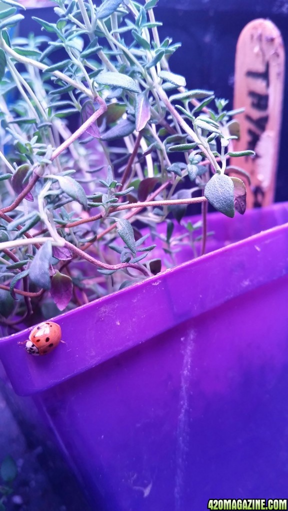 Lady bug