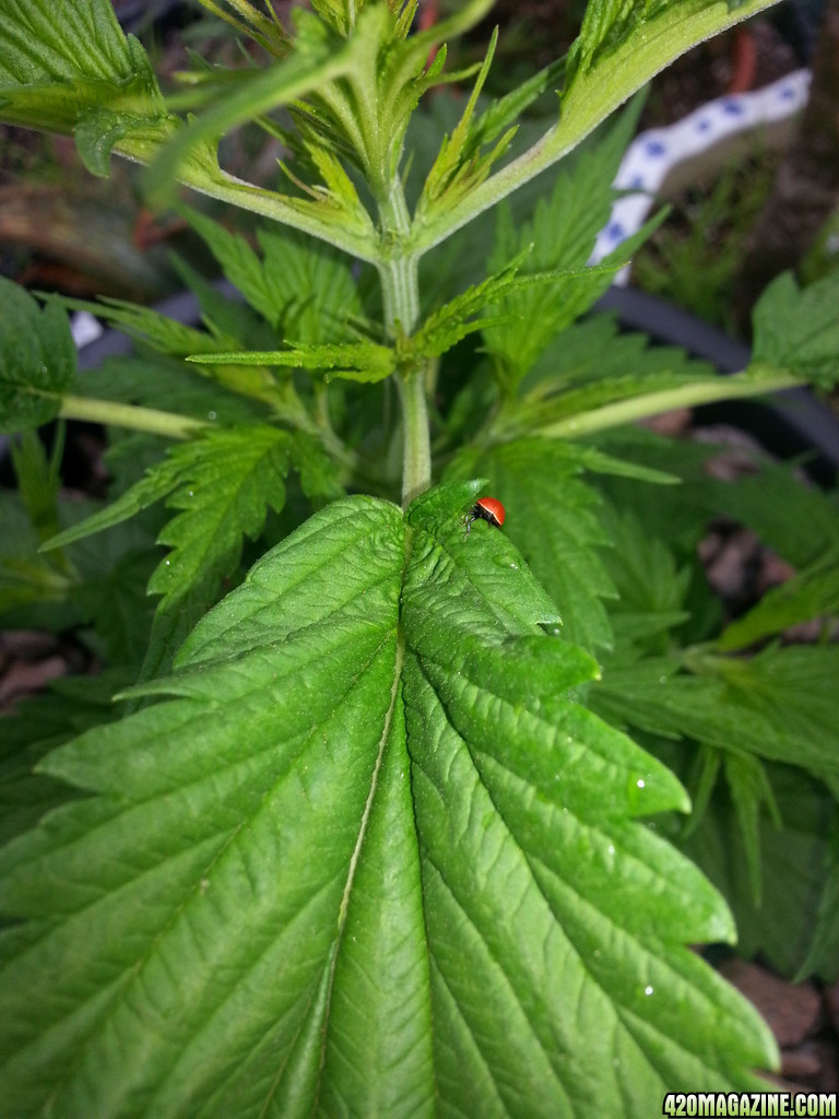 Lady bug