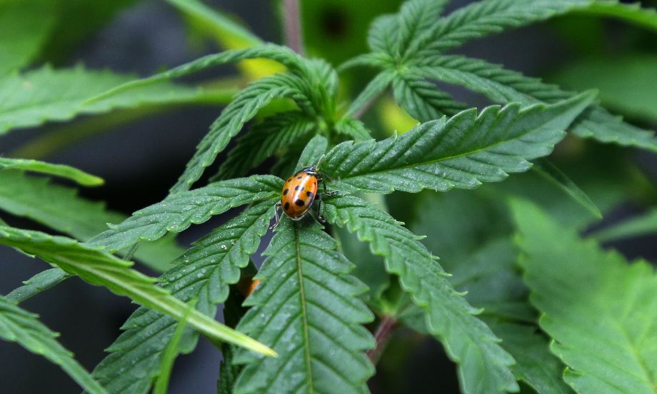 Ladybug Cannabis Marijuana