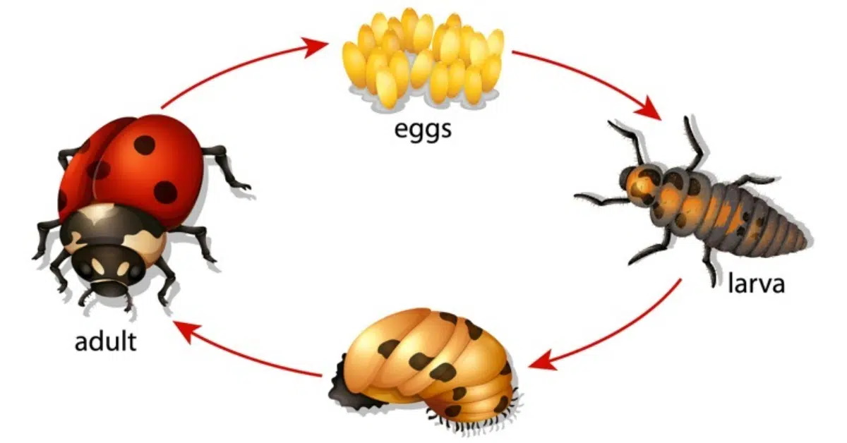 Ladybug-Life-Cycle.jpg