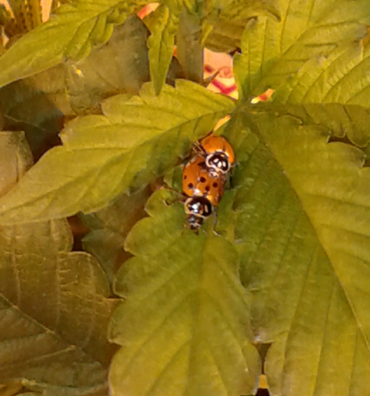 ladybugs getting it on in my garden