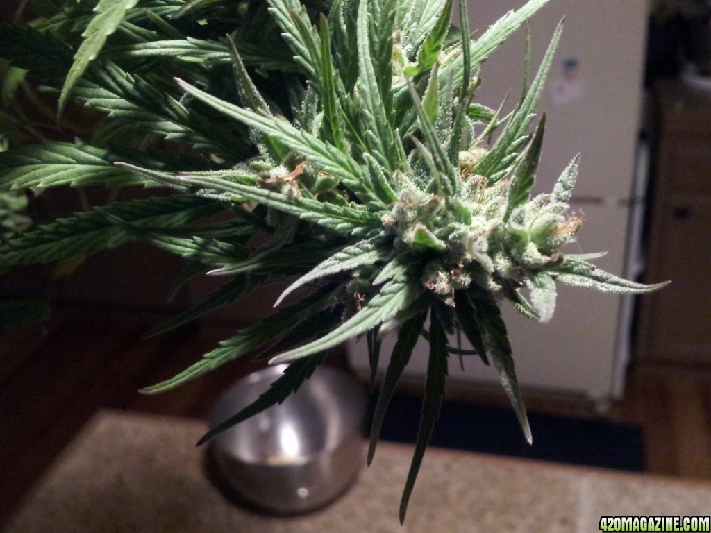 landrace sativa