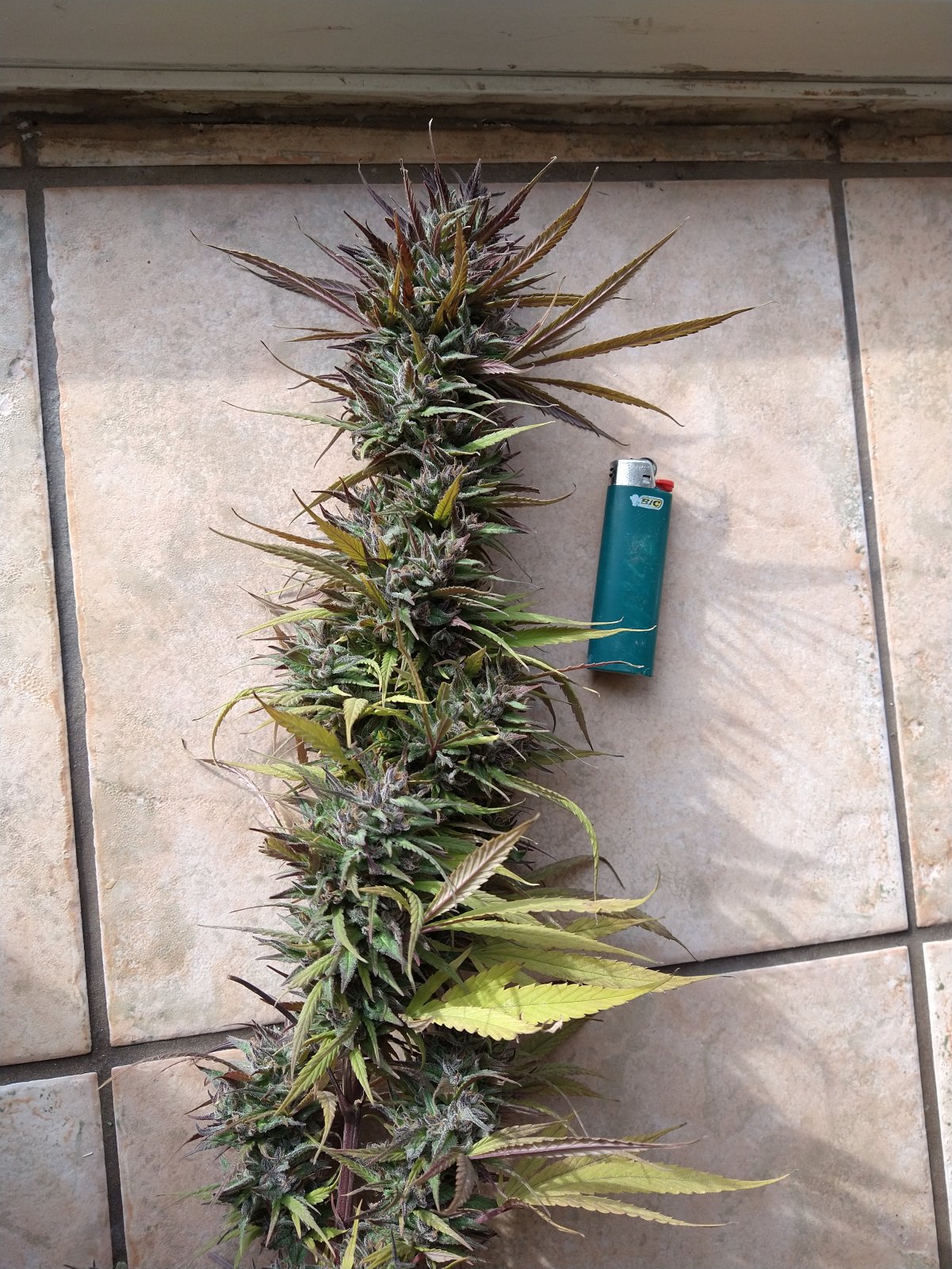 Large Purple Satellite Cola.jpg