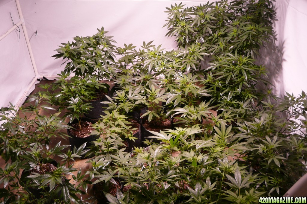 large veg room