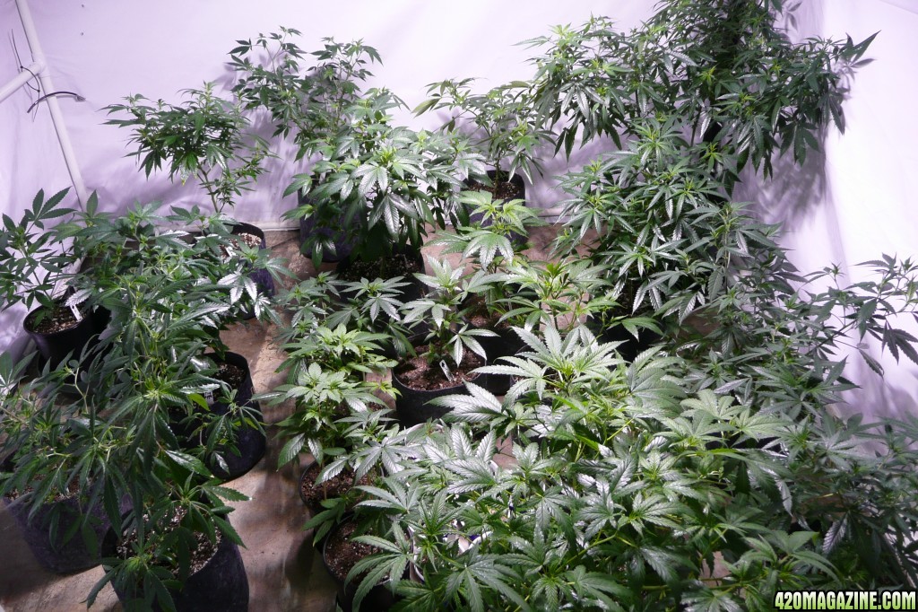 large veg room