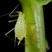 large_aphid-marijuana-pest.jpg