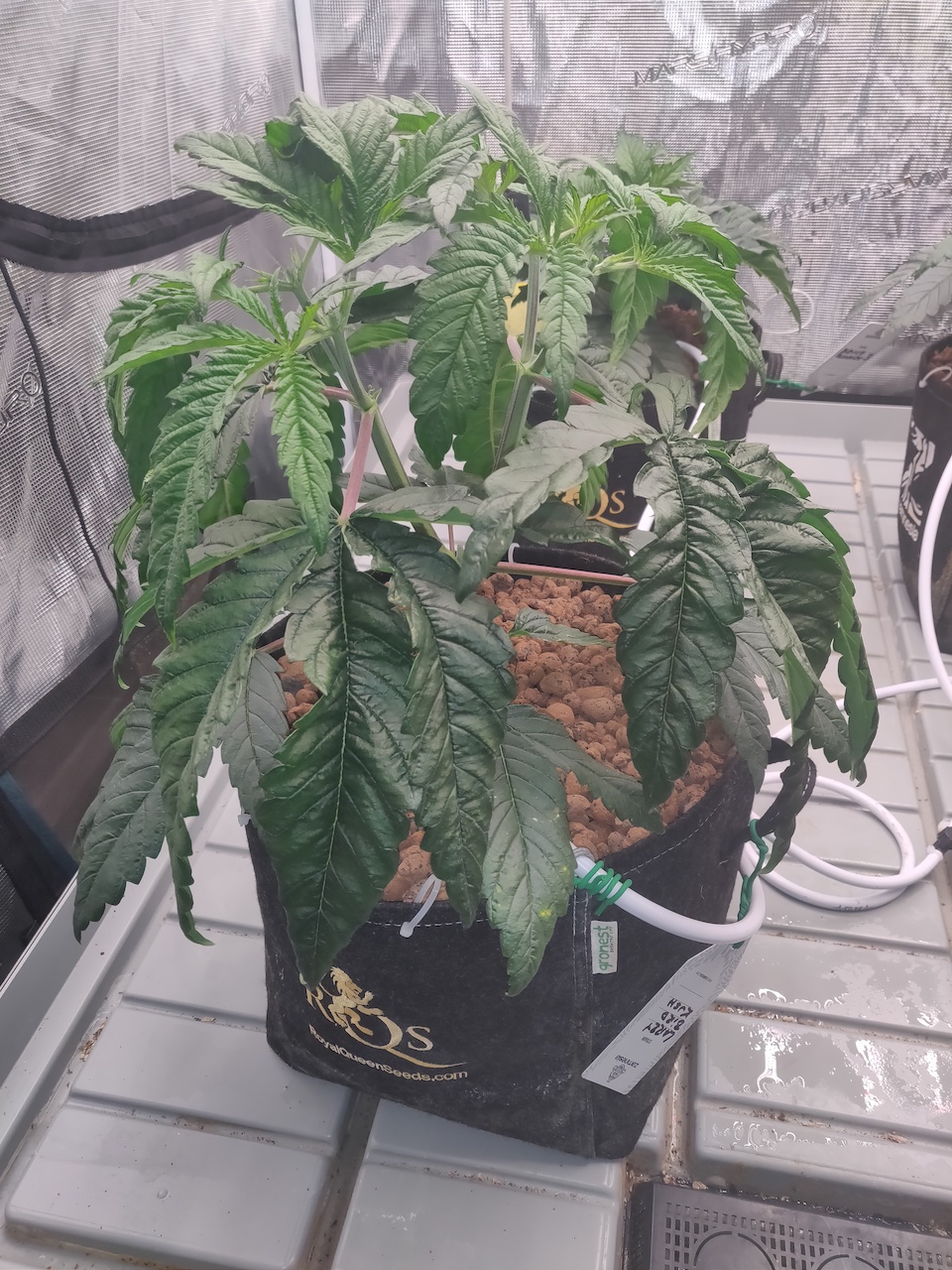 Larry Bird Kush - Day 27 - 1.jpg