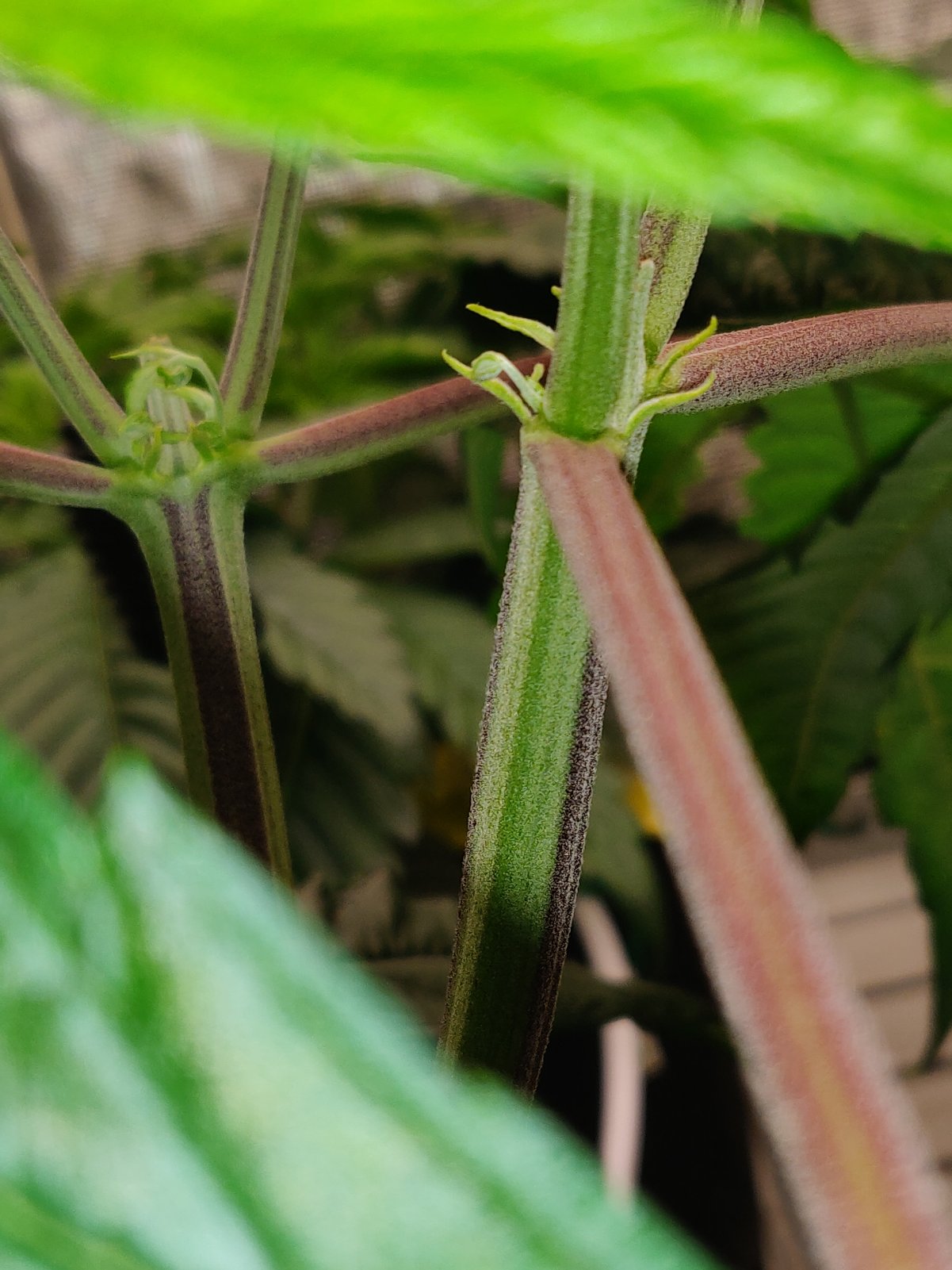 Larry Bird Kush - Day 33 - 4.jpg