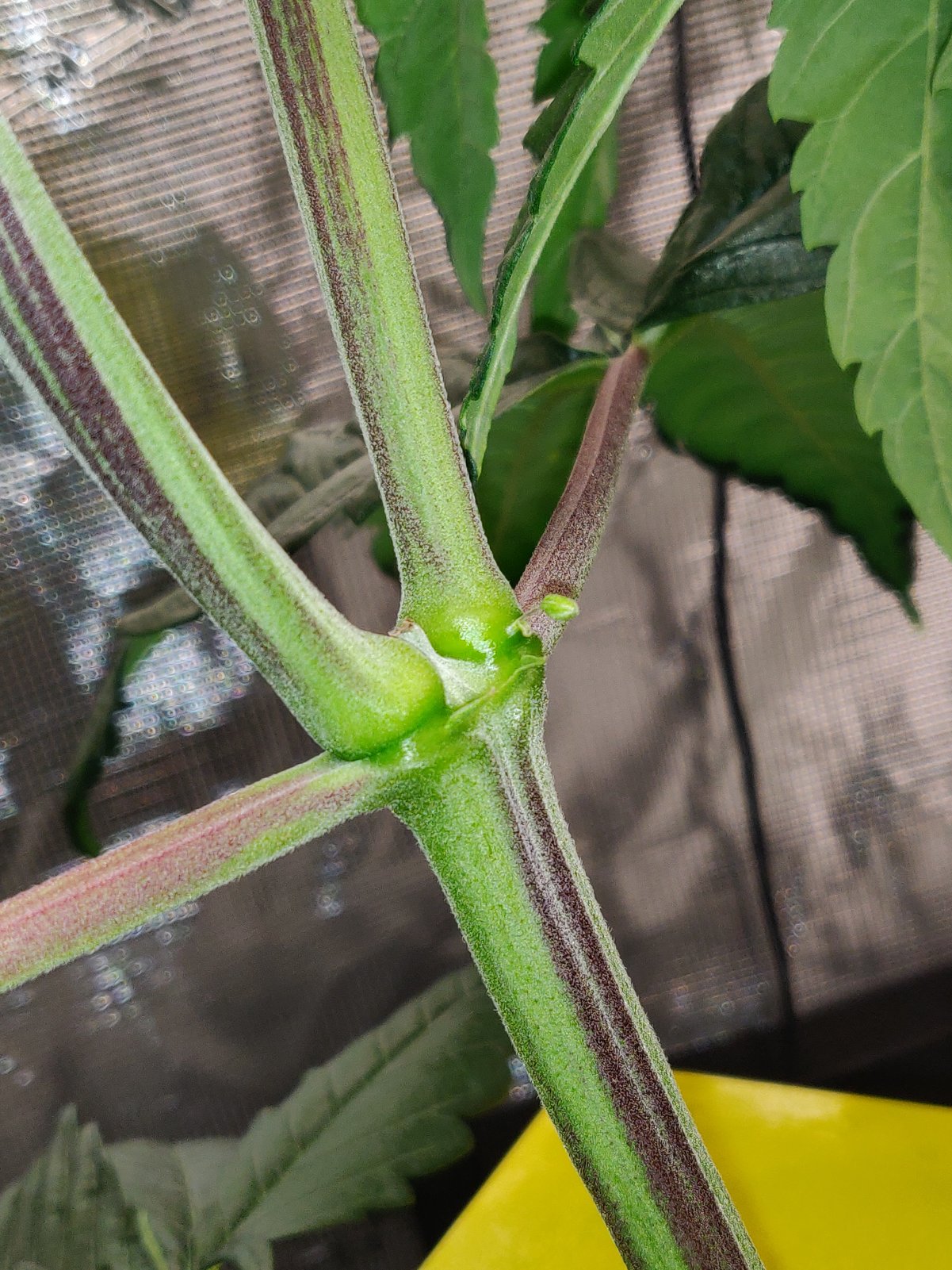 Larry Bird Kush - Day 33 - 5.jpg