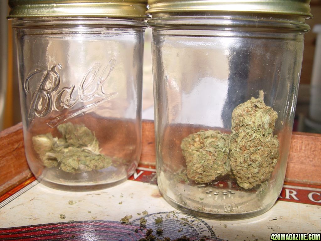 Larry Kush and Blue Cheese