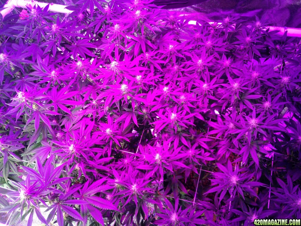 Last day of week 3 of flowering in their normal lighting