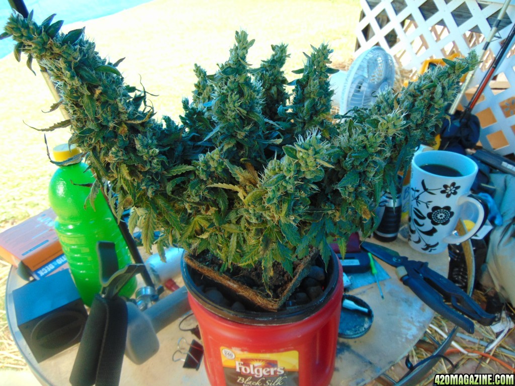 Last Grow