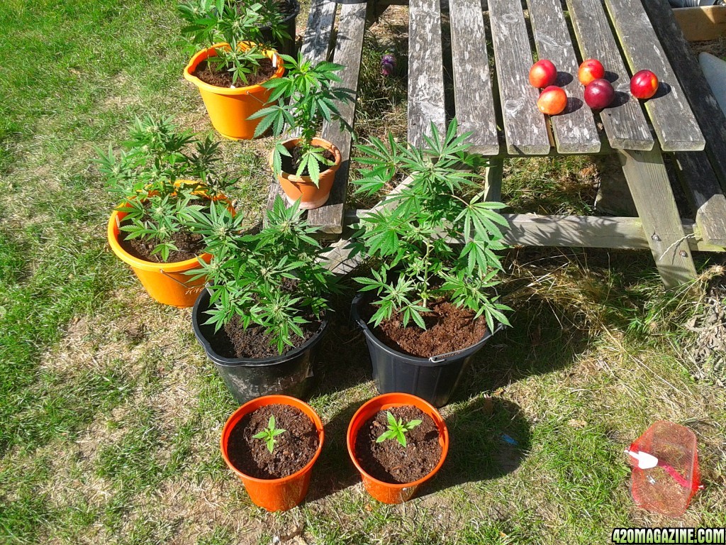 last years garden grow