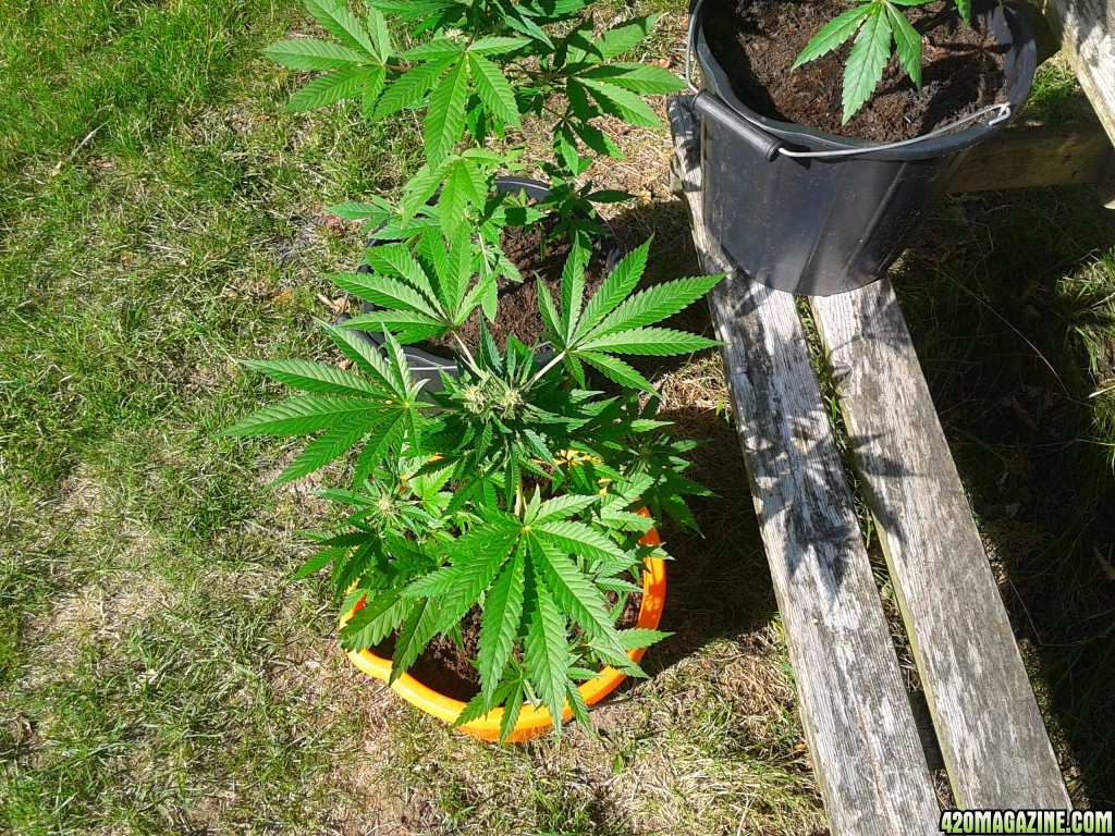 last years garden grow