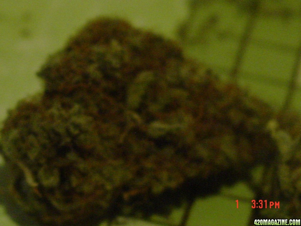 last yrs nugs