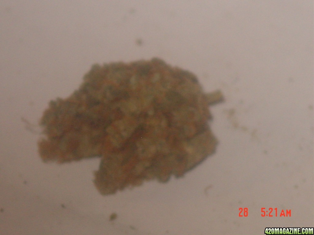 last yrs nugs