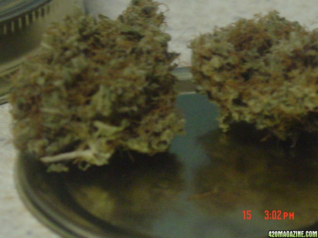 last yrs nugs